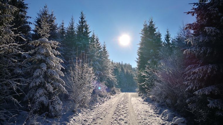 Een besneeuwd pad, omringd door hoge, groene dennen. De zon schijnt fel aan de blauwe lucht.