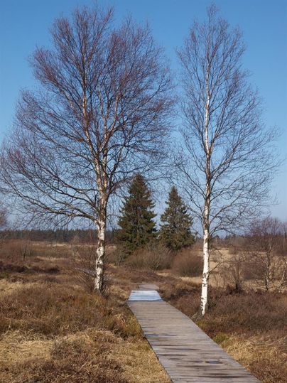 Een houten loopbrug leidt door een idyllisch landschap met kale bomen. Op de achtergrond staan groene naaldbomen onder een heldere blauwe lucht.