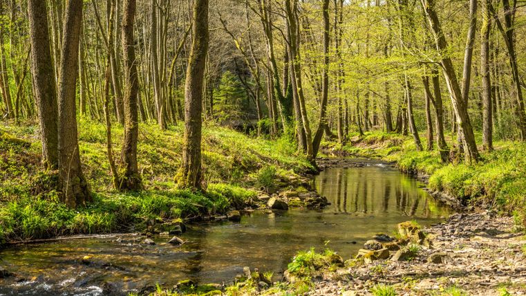 Een rustige beek stroomt door een groen bos. De bomen zijn vers in blad en de zon schijnt door de bladeren.