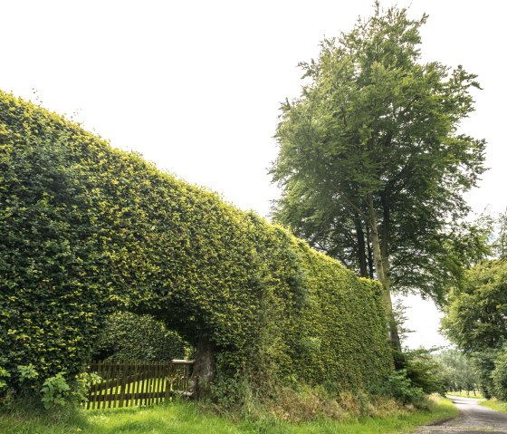 Eifel-Höhen-Route: Beukenhagen bij Monschau-Kalterherberg, © vennbahn.eu
