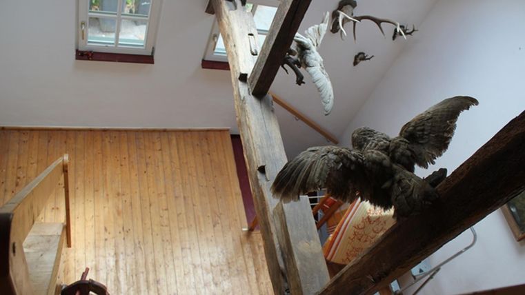 An interior view of a room with wooden flooring and a wooden ladder. Animal specimens are displayed on the walls, including birds and antlers.