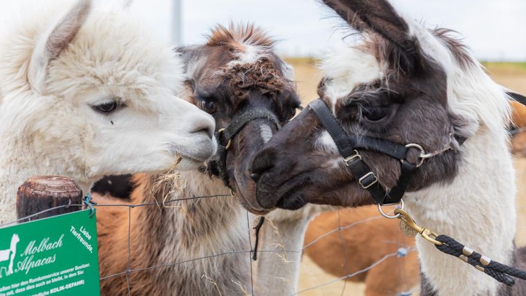 Three llamas are standing close together and curiously examining each other. In the background, there is a green sign with information about alpacas.