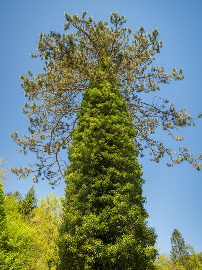 Ein hoher Baum mit einer dichten, grünen Krone und einem klaren blauen Himmel im Hintergrund. Die Landschaft wirkt frisch und einladend.