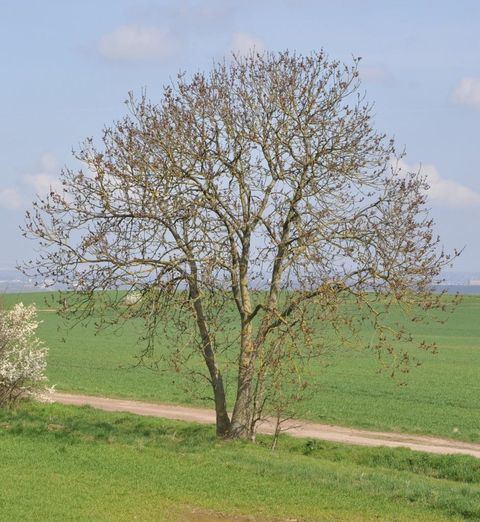 Ein einzelner Baum steht auf einem grünen Feld. Der Himmel ist blau mit einigen Wolken.