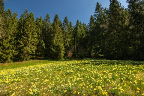 Een weiland vol gele narcissen omringd door hoge, groene bomen. De lucht is helder en blauw.