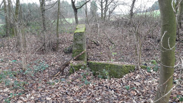 Ein moosbedeckter Steinblock steht in einem dichten Wald. Um ihn herum liegen viele trockene Blätter und vereinzelte Pflanzen.