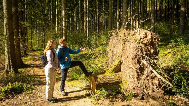 Zwei Personen stehen im Wald neben einem umgestürzten Baum. Sie diskutieren und erkunden die Natur um sich herum.
