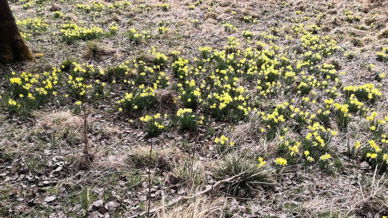 Ein Feld mit kleinen gelben Blumen blüht auf trockenem Boden. Im Hintergrund sind einige grüne Grashalme und Laub sichtbar.