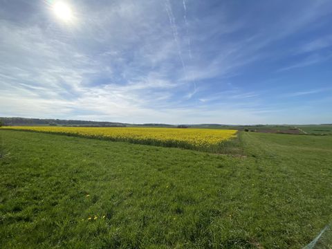 A vast landscape with green meadows and a blooming canola field. The sky is clear and sunny.