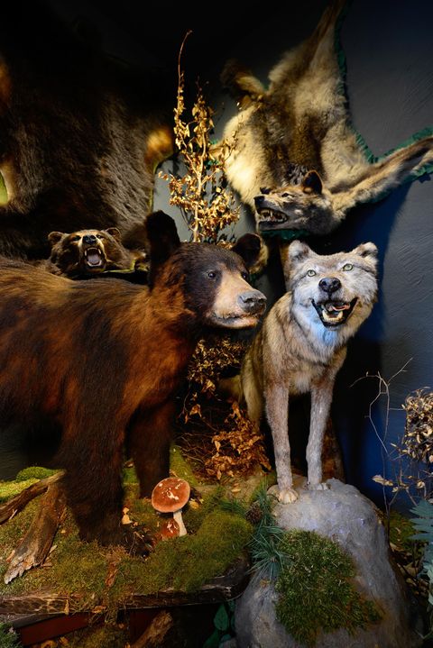 A lifelike depiction of animals in their natural environment. In the foreground, a bear and a wolf are visible, surrounded by plants and other animal figures.