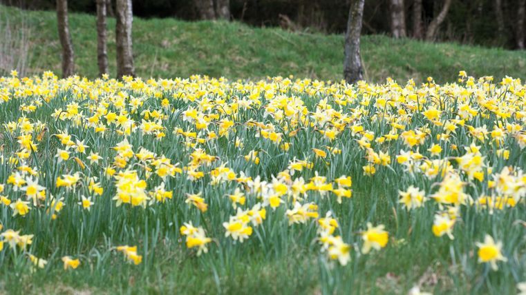 A field full of yellow daffodils blooms in spring. In the background, trees and green grass can be seen.