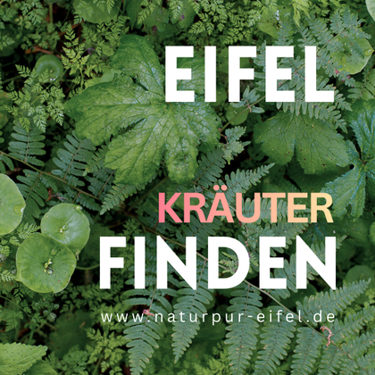 Eine grüne Landschaft mit verschiedenen Pflanzen und Blättern. Der Text betont das Finden von Kräutern in der Eifel.