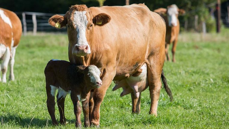 A cow is standing in a green meadow next to her calf. They are enjoying the sun in a rural setting.