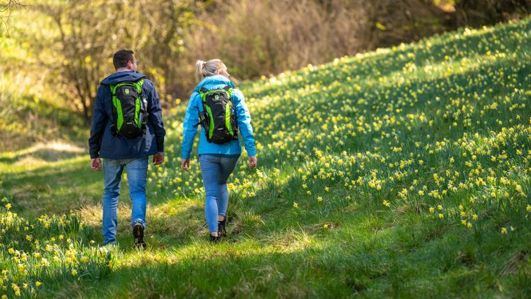 Two people are hiking in a green field with many blooming daffodils. They are carrying backpacks and enjoying nature.