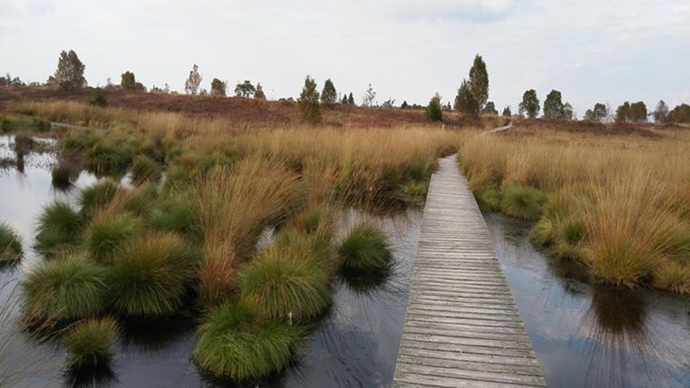 Een houten loopbrug leidt door een vochtige landschap met planten en water. Op de achtergrond zijn bomen en een bewolkte lucht zichtbaar.