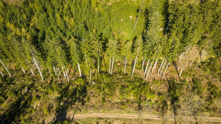 Een luchtige kijk op een bos met hoge, groene bomen. Een pad leidt door het ondergroei.