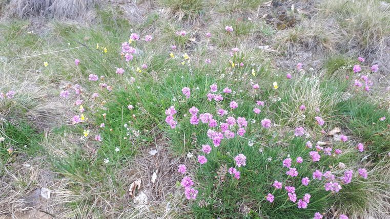 A meadow with colorful, blooming plants. The pink and yellow flowers contrast with the green grass.
