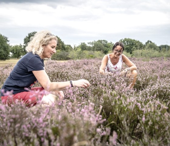 The Drover Heath, © Kreis Düren_Dennis Stratmann