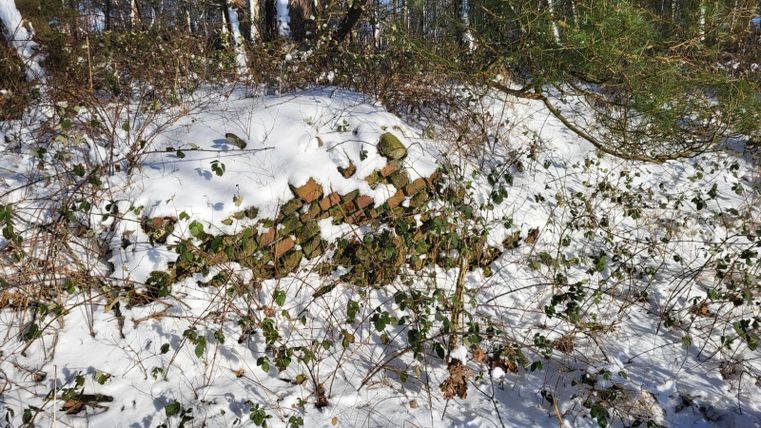 A snow-covered ground where grass and plants grow. Some stones are visible, surrounded by bushy plants.