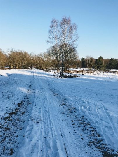 Een met sneeuw bedekte weg leidt door een winterlandschap. Op de achtergrond staan enkele bomen onder een heldere blauwe lucht.