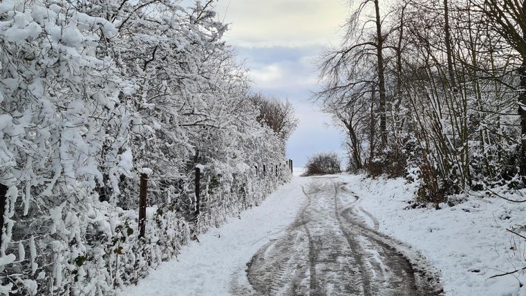Een met sneeuw bedekte straat, omringd door frosty bomen. Het landschap lijkt rustig en winters.