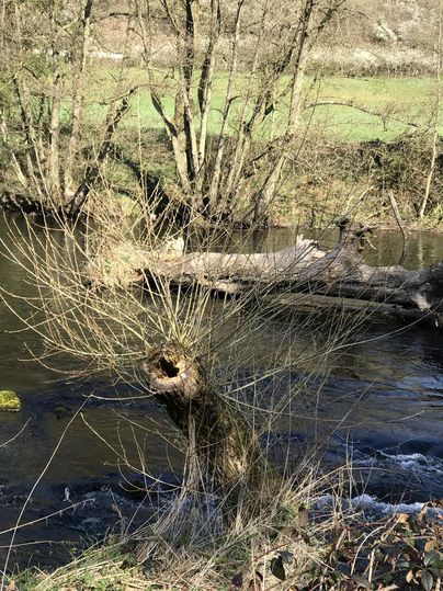 Een rustige rivier stroomt door een groen landschap met bomen op de achtergrond. Aan de oever ligt een omgevallen boom met veel takken.