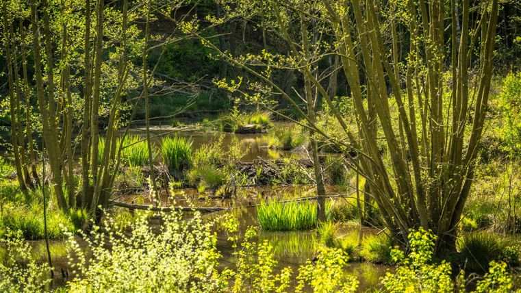 A calm landscape with trees and green plants. In the background, water surfaces are visible, illuminated by light.