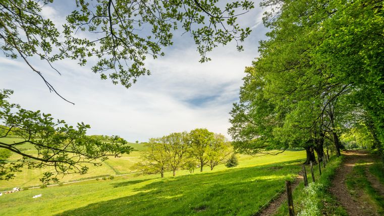 Een groene weide met bomen en een heldere lucht. Een smal pad loopt door het landschap.