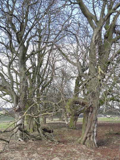 Een bos met oude, vertakte bomen zonder bladeren. De grond is bedekt met licht gras en aarde.