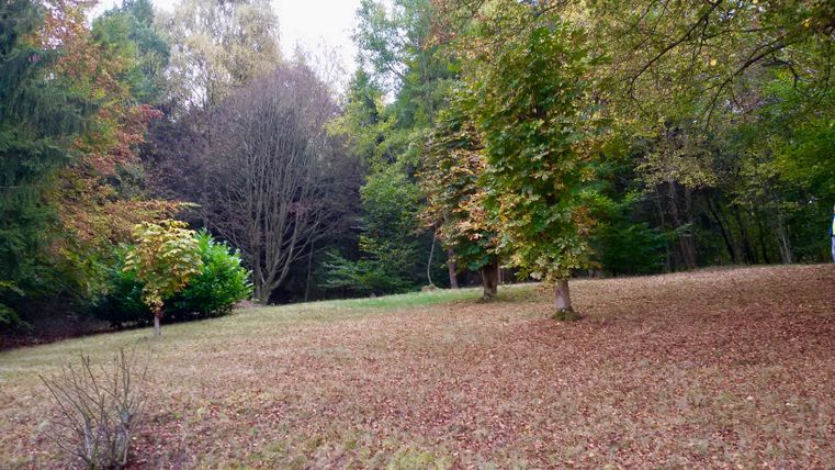 Eine friedliche Waldlandschaft mit bunten Herbstbäumen. Der Boden ist mit fallenem Laub bedeckt.