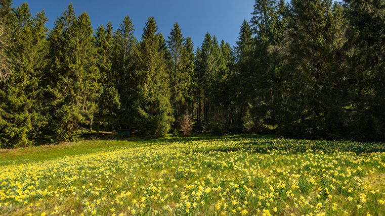 A blooming meadow with many yellow flowers surrounded by tall, green trees. The sky is clear and blue.