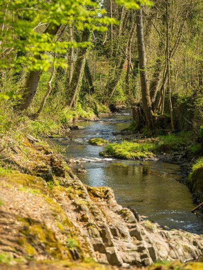 Een rustige rivier stroomt door een bos met weelderig groen. De oevers zijn begroeid met stenen en planten.