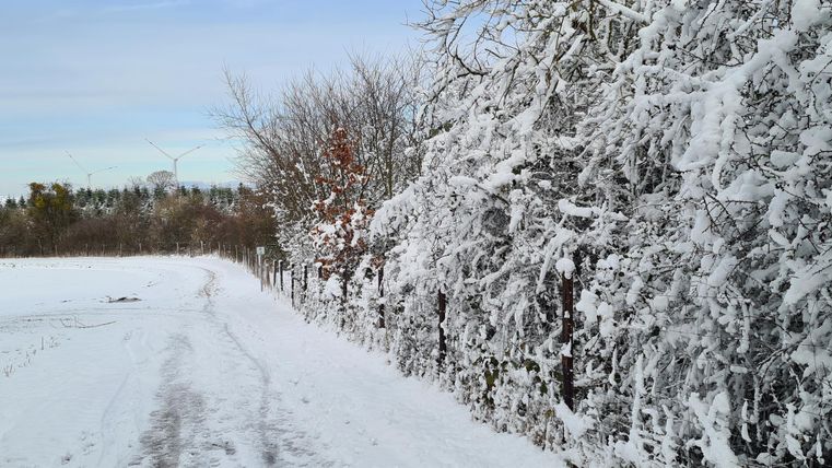 Een besneeuwd pad in een winterse landschap. De bomen zijn bedekt met sneeuw en de lucht is helder.