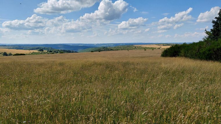A spacious meadow with tall grasses and a clear sky. In the background, gentle hills and forests can be seen.