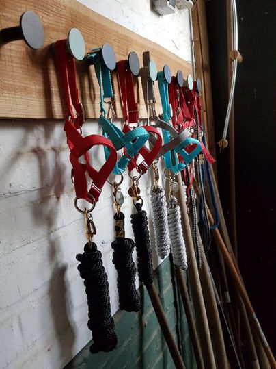 A series of dog harnesses and leashes hangs on a wall. The harnesses are in various colors, including red and turquoise.